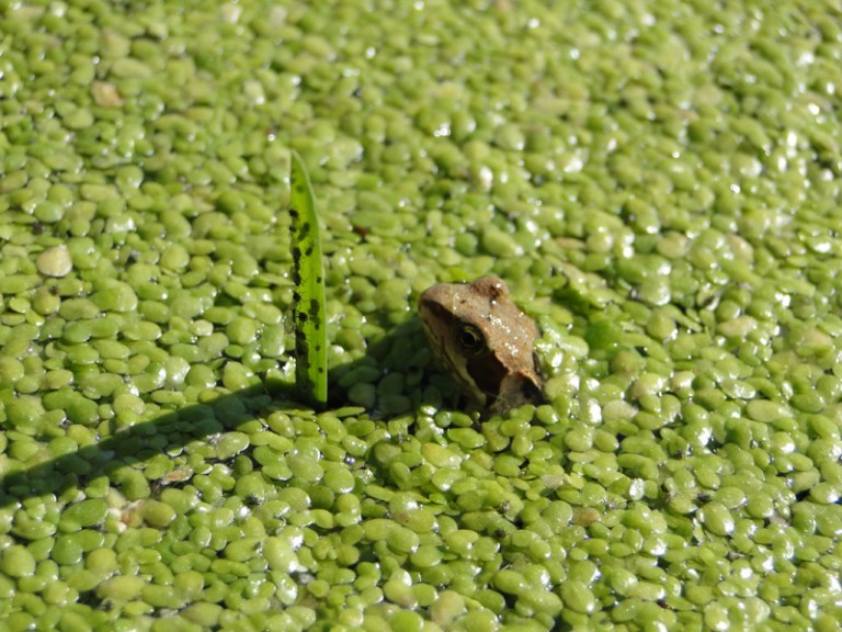 Colour of the week is... green