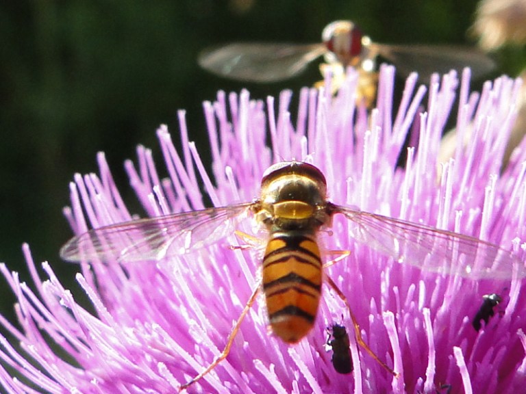 Amongst the thistles