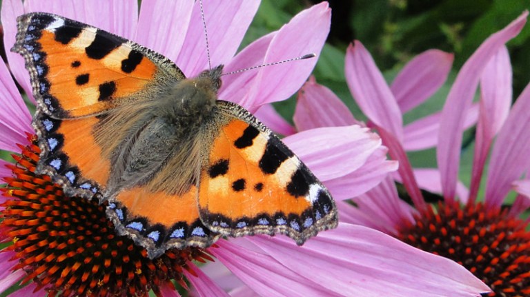 Butterflies and Bees