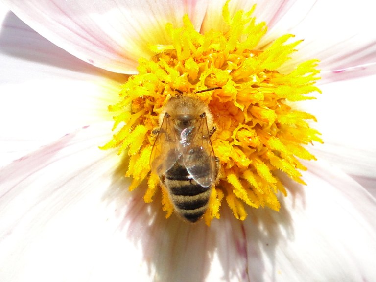 Butterflies and Bees