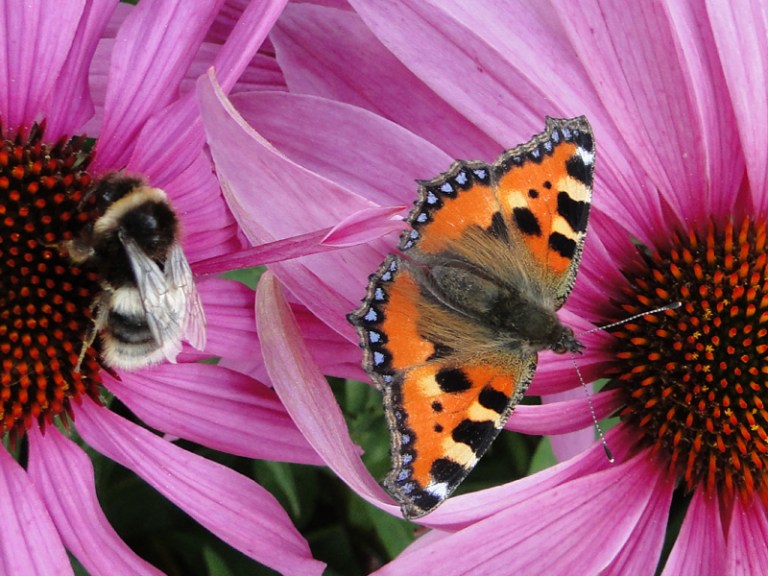 Butterflies and Bees