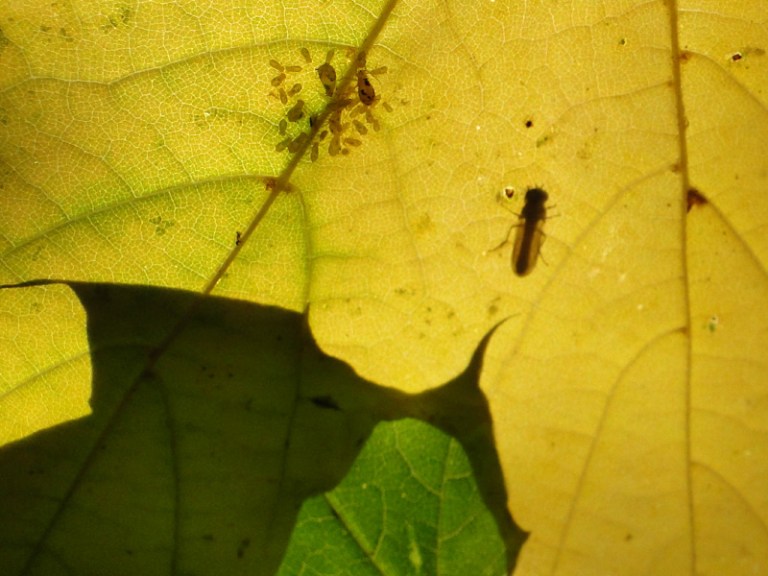 Colours of the week are... green and yellow