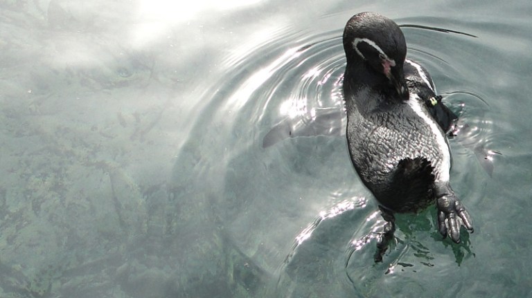 Penguin, Lemur and Meerkat