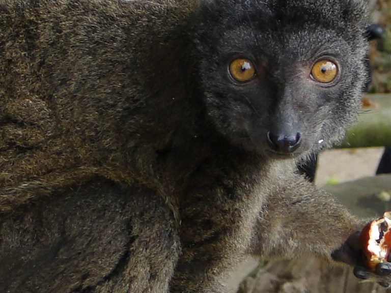 Penguin. Lemur and Meerkat