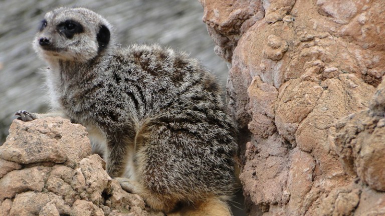 Penguin, Lemur and Meerkat
