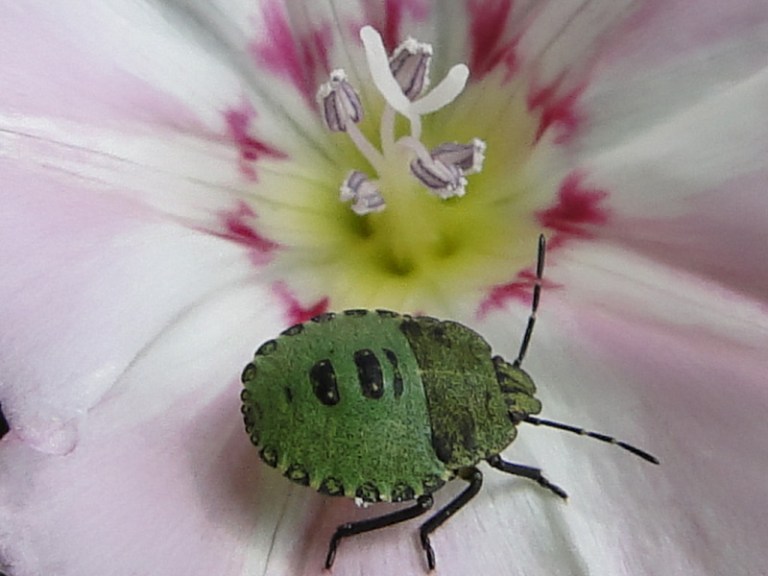 Colours of the week are... pink and green