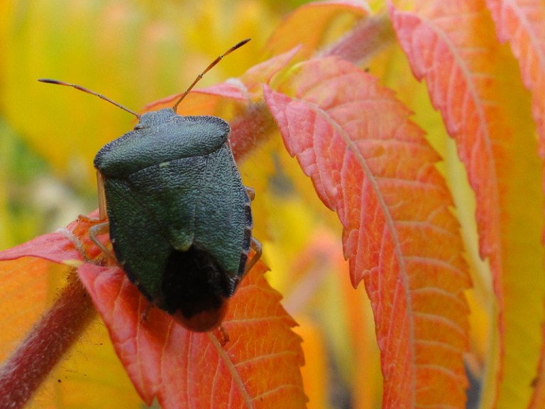 Shield Bugs