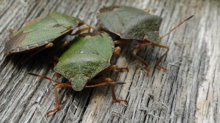 Shield Bugs