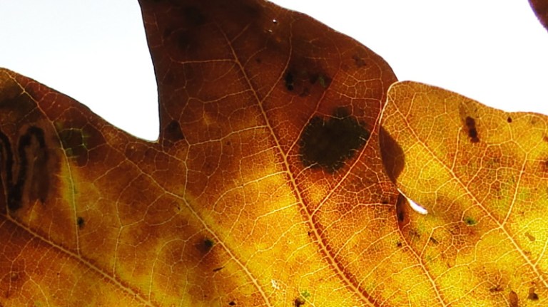 Colour of the week is ... Autumnal