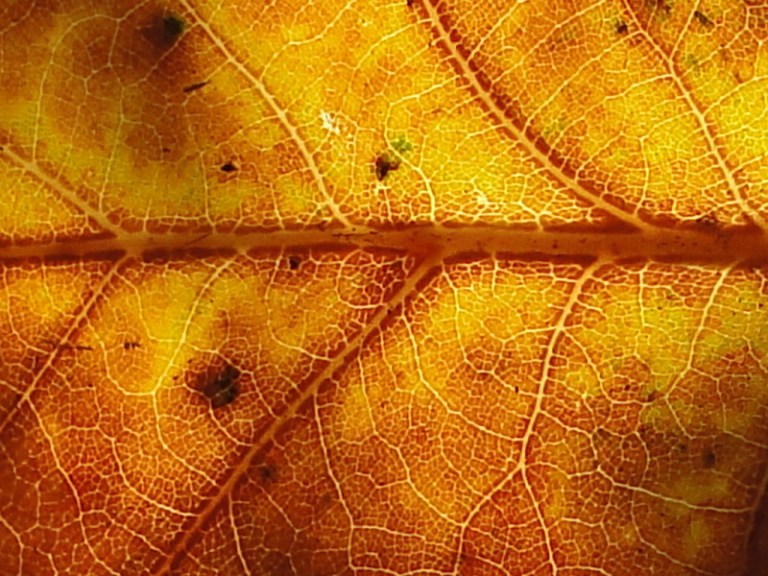 Colour of the week is... Autumnal