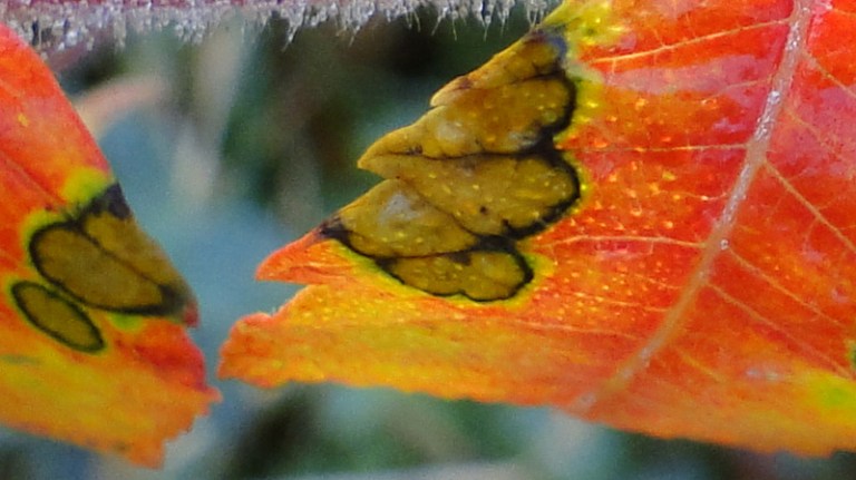 Colour of the week is... Autumnal