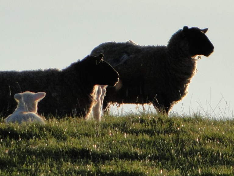 Lambs = Spring