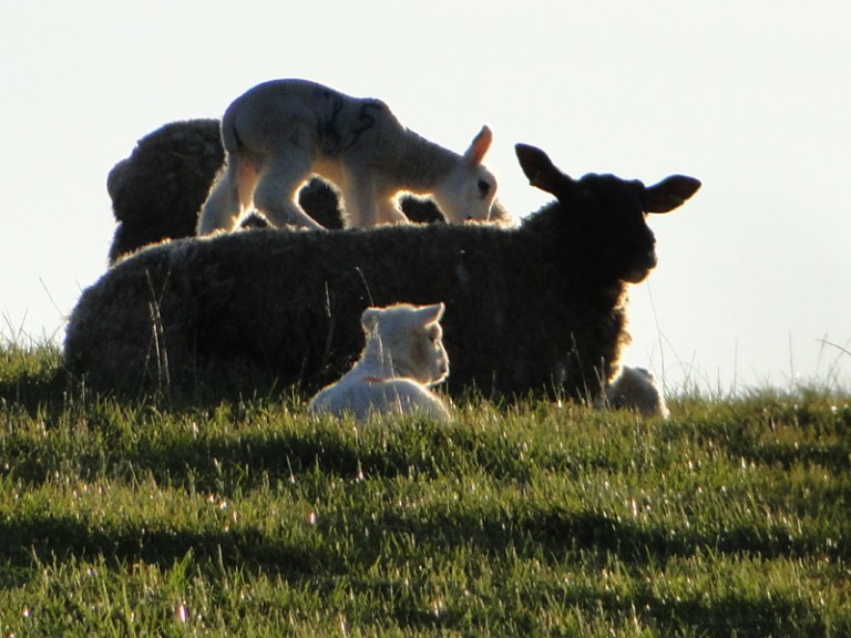 Lambs = Spring