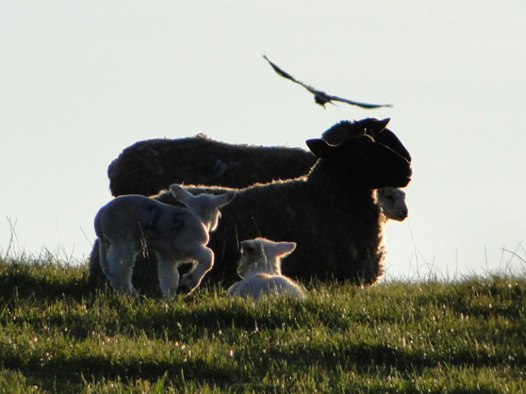 Lambs = Spring