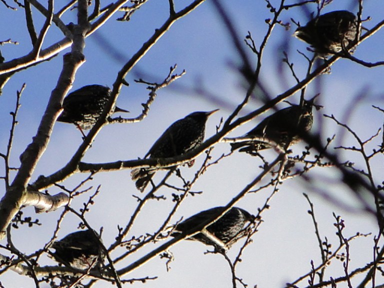A murmuration of starlings