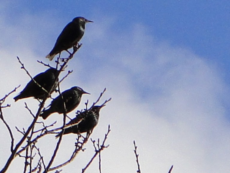 A murmuration of starlings