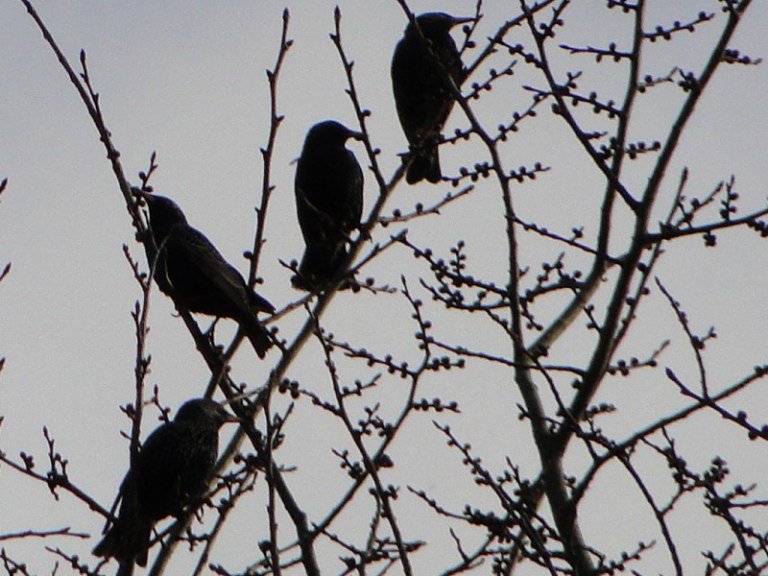 A murmuration of starlings