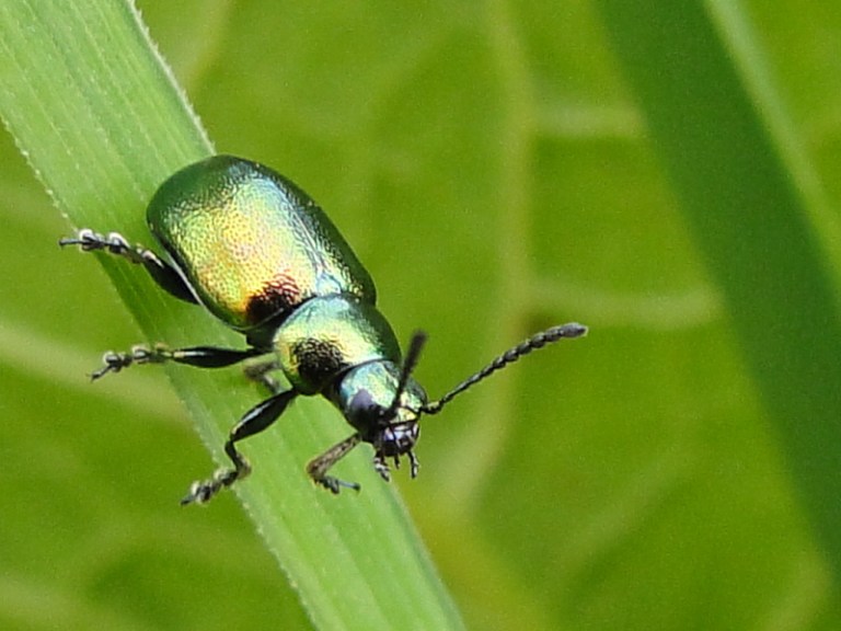 Colour of the week is... green