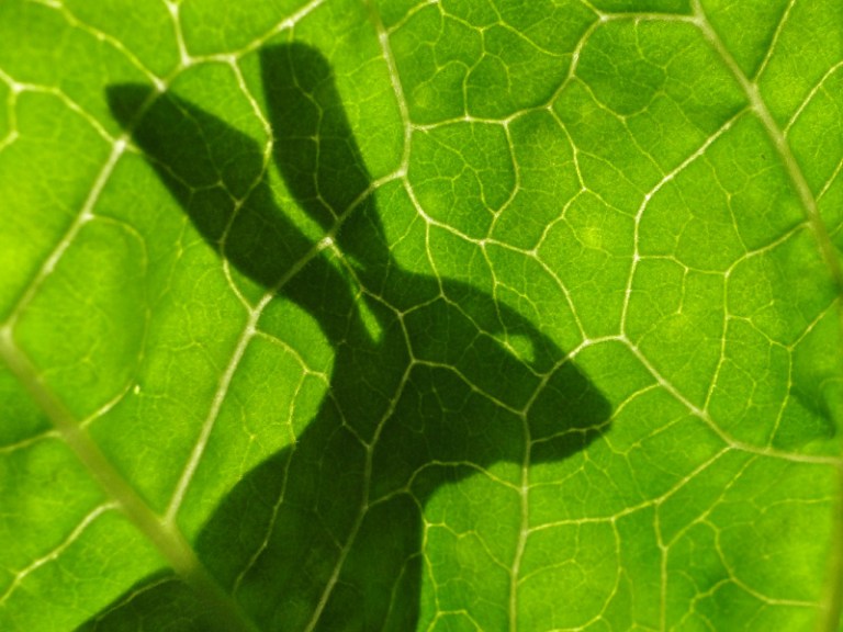 Beetle, bird and hare