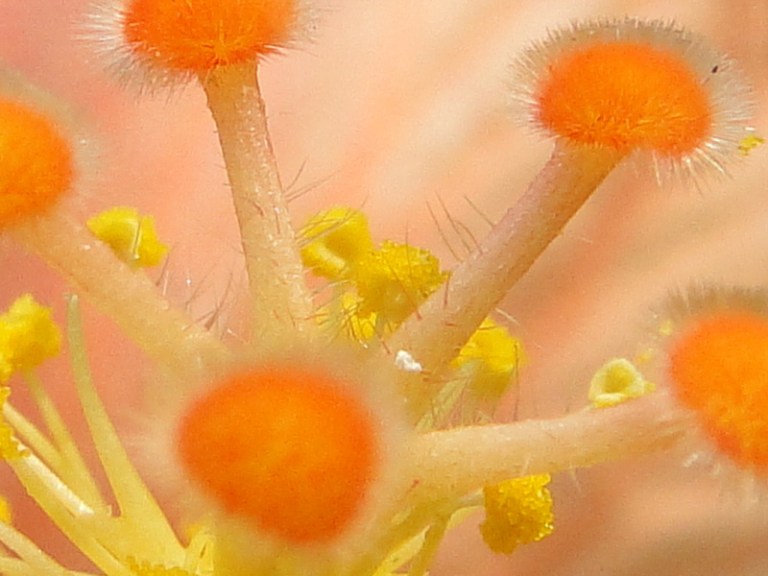 Colour of the week is... orange