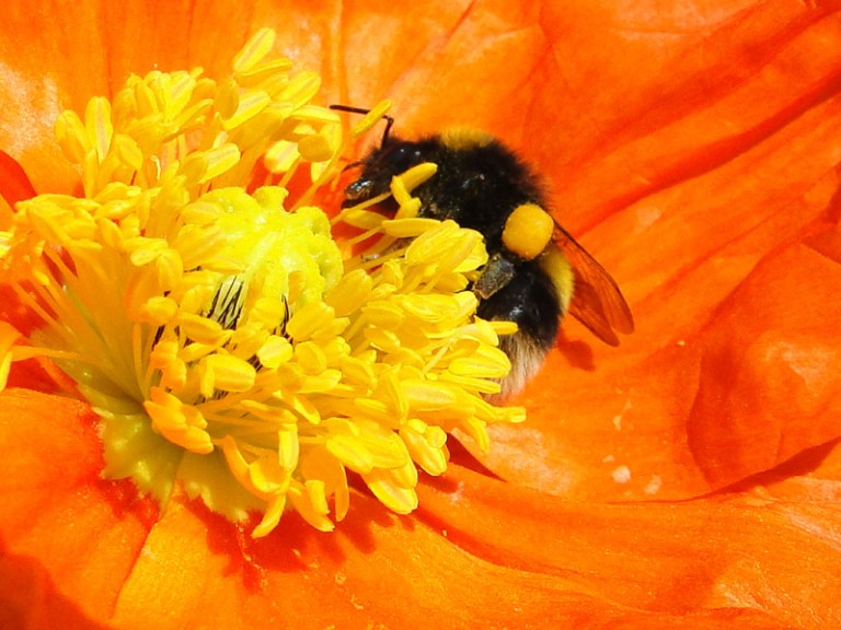 Colour of the week is... orange