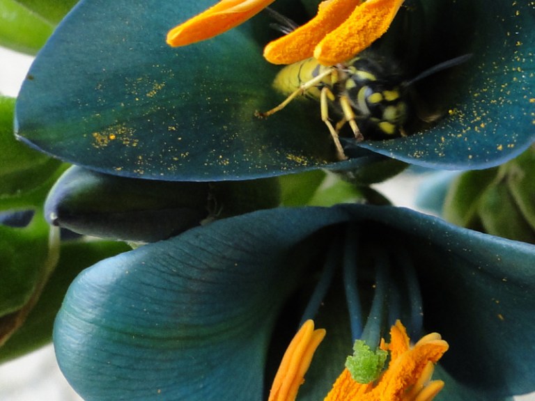 Colour of the week is...