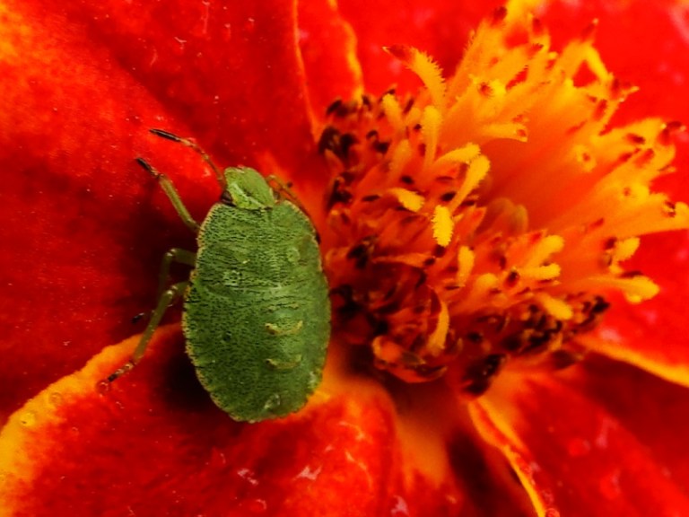 Colours of the week are...