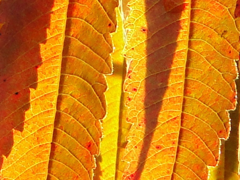 Light