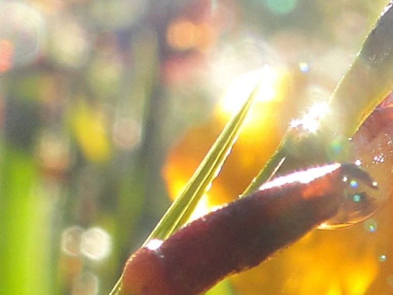 Light