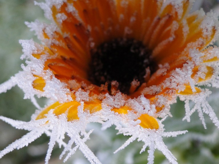 A few days of winter