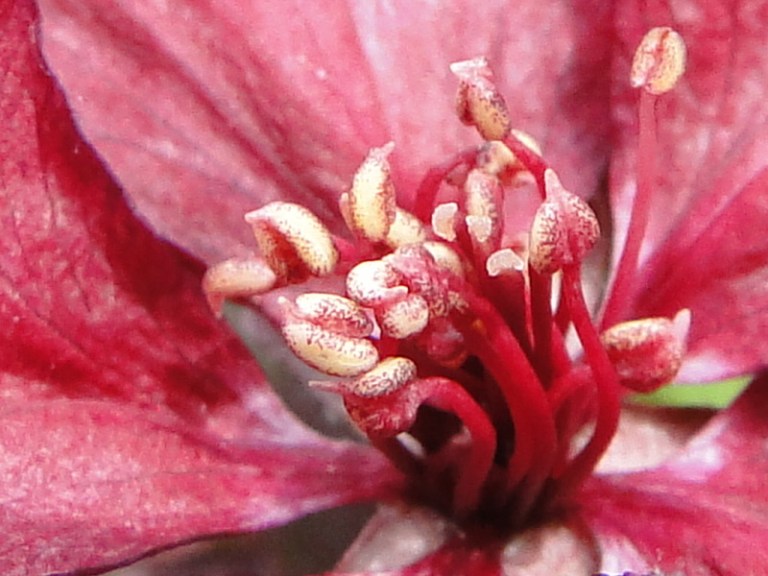 Colour of the week is... pink