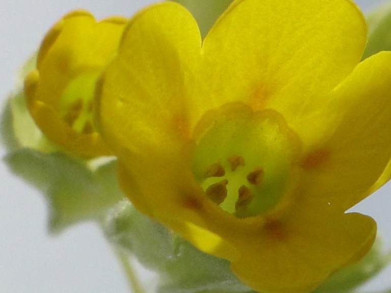 Colour of the week is... yellow