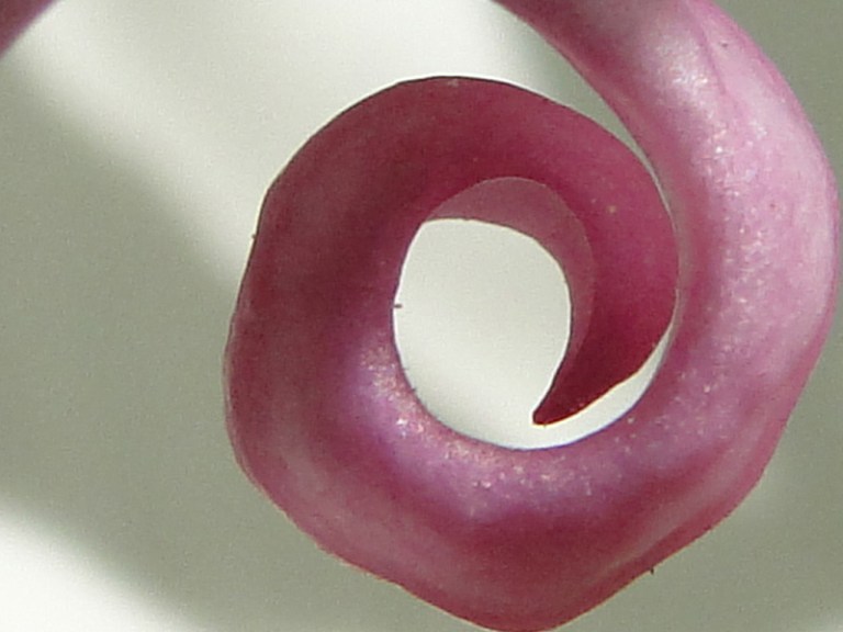 Colour of the week is... pink