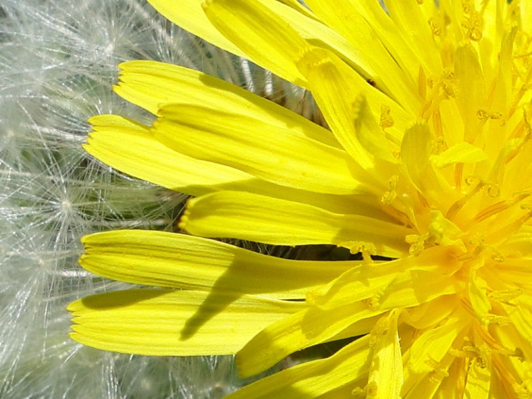 Dandelion