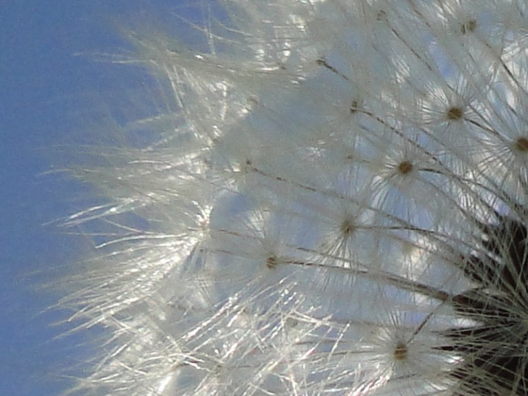 Dandelion