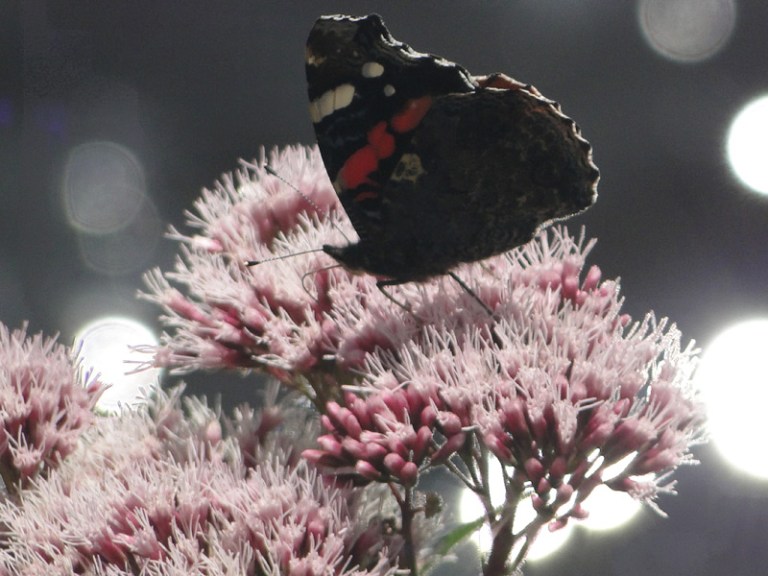 Colour of the week is... pink