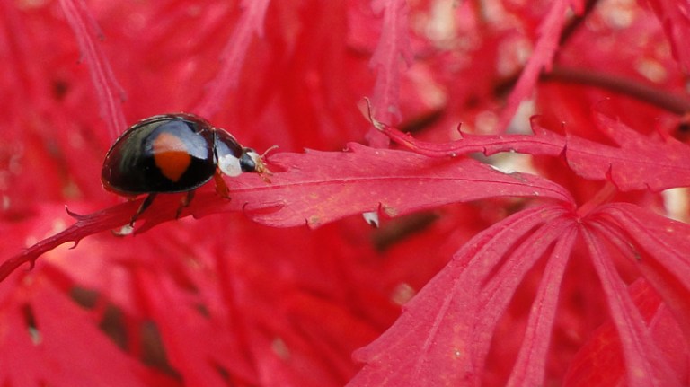 Colour of the week is... red