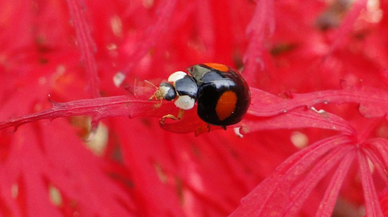 Colour of the week is... red