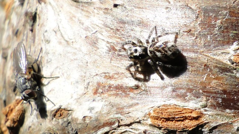 The spider and the fly