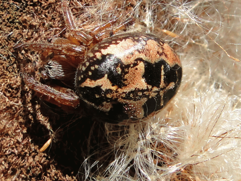 spider