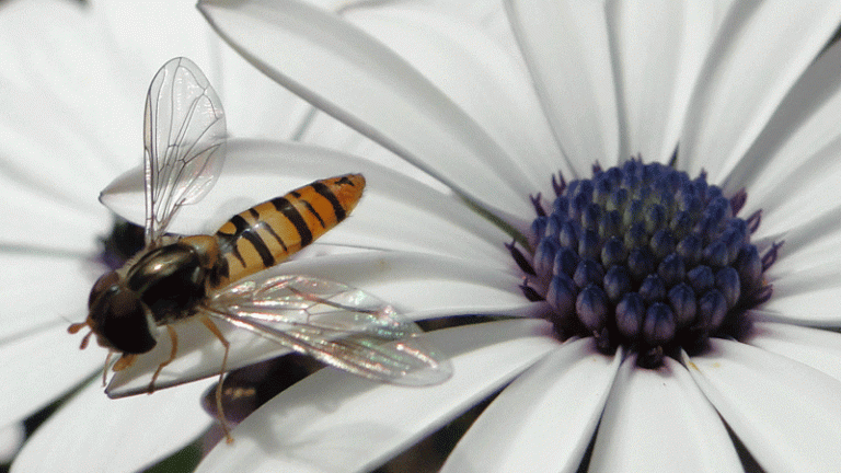 A Week of Hoverflies