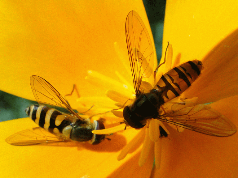 A Week of Hoverflies #5