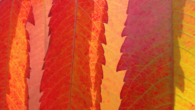 Autumn colour