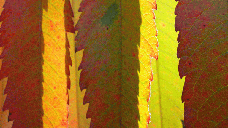 Autumn colour