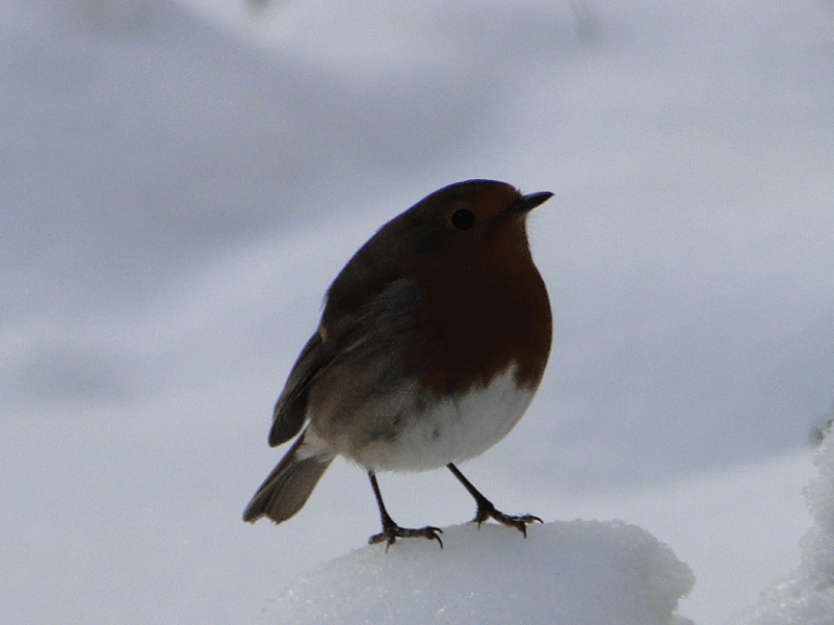 Winter Days #3